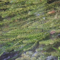 Hydrilla